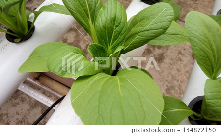 Pak Choi Plant Growing in Hydroponic Hole Detail View Pak Choi Plant Growing in Hydroponic Hole Detail View 134872150