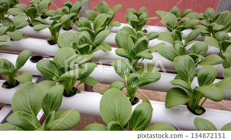 Vertical Hydroponic Pipe System with Rows of Mature Pak Choi Vegetables Vertical Hydroponic Pipe System with Rows of Mature Pak Choi Vegetables 134872151
