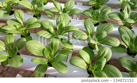 Rows of Healthy Green Bok Choy in White Hydroponic Growing Tubes 134872152