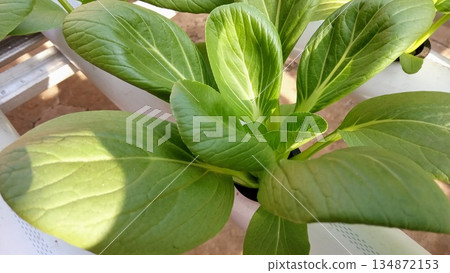 Close Up of Fresh Green Pak Choi Growing in Hydroponic System Close Up of Fresh Green Pak Choi Growing in Hydroponic System 134872153