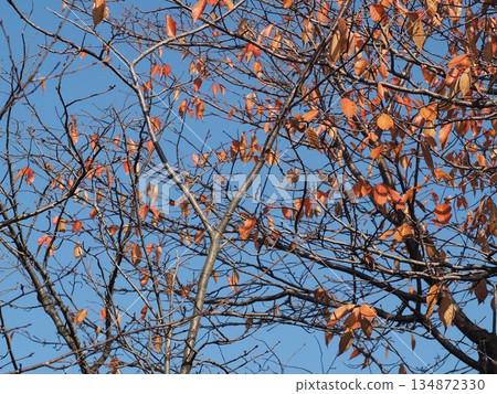 Brown winter trees and a quiet atmosphere 134872330