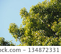 A vivid natural contrast between the blue sky and green leaves 134872331