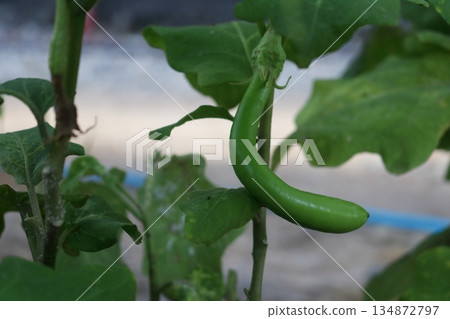 Green Guinea squash fruit. 134872797