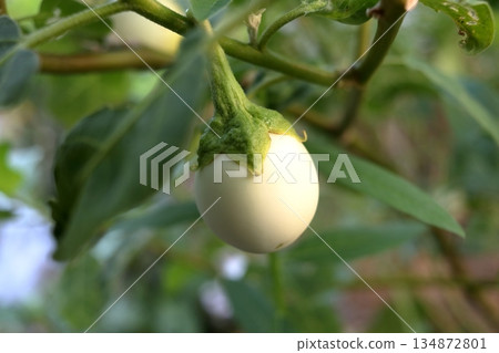 Single white eggplant growing. Single white eggplant growing. 134872801