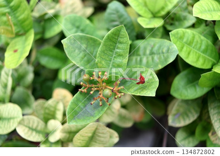 Top view young fruits of Ixora. 134872802