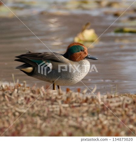 A colorful teal standing by the water A colorful teal standing by the water 134873020