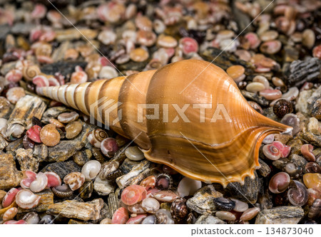 Tibia Fusus Shinbone Shell on Bed of Colorful Sea Pebbles Tibia Fusus Shinbone Shell on Bed of Colorful Sea Pebbles 134873040
