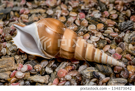 Tibia Fusus Shinbone Shell on Bed of Colorful Sea Pebbles 134873042