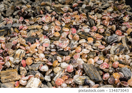 Background of Small Colorful Seashells and Textured Grey River Stones 134873043