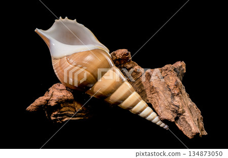 Tibia Fusus Shell Resting on Natural Wood over Black Tibia Fusus Shell Resting on Natural Wood over Black 134873050