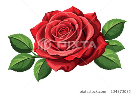 Red rose blooming with green leaves illustration 134873085
