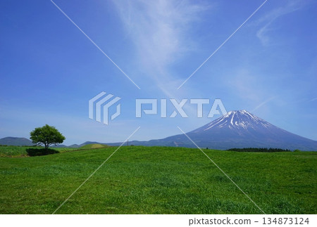 夏天從朝霧高原眺望富士山 五月 富士山 804 新鮮的綠牧場 夏天從朝霧高原眺望富士山 五月 富士山 804 新鮮的綠牧場 134873124