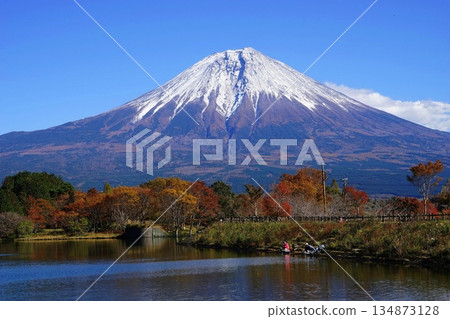 11月富士宮市狸溪湖畔的富士山秋景 狸溪湖與富士山的秋葉 134873128
