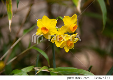 Tonogayato Garden: Yellow daffodils blooming in the garden and seasonal scenery Tonogayato Garden: Yellow daffodils blooming in the garden and seasonal scenery 134873145