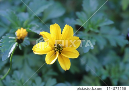 Beautiful yellow Bidens flowers blooming in the winter garden 134873266
