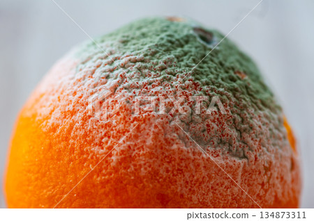 Close-up on a moldy orange surface Close-up on a moldy orange surface 134873311