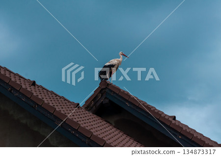 Stork on a roof Stork on a roof 134873317