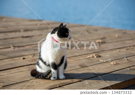 Portrait of a black and white cat 134873332