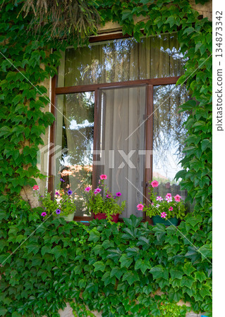 House covered with ivy 134873342