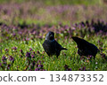 Close-up of a western jackdaw 134873352