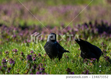 Close-up of a western jackdaw 134873352