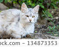 Close-up portrait of a cat 134873353