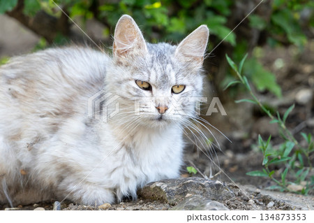 Close-up portrait of a cat 134873353
