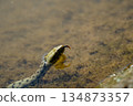 Close-up of a water snake 134873357