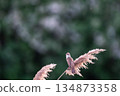 Close-up of a common reed warbler 134873358