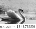 Swan swimming on a lake 134873359