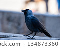 Close-up of a western jackdaw 134873360
