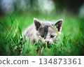 A cat walking in the grass 134873361