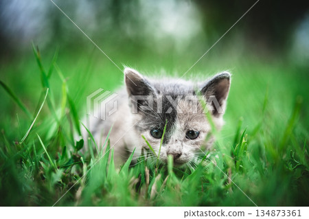 A cat walking in the grass A cat walking in the grass 134873361