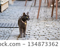 Cat walking on the street 134873362