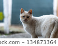 Portrait of a cat 134873364