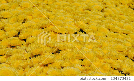 Beautiful field of blooming yellow chrysanthemum flowers in the garden. 134873421