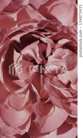 Macro close-up of soft pink rose petals with elegant ruffled layers. Macro close-up of soft pink rose petals with elegant ruffled layers. 134873433