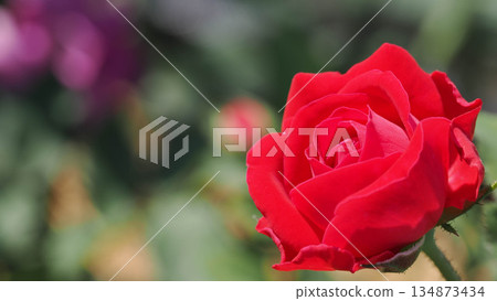 Single vibrant red rose blooming in a garden with soft bokeh background. Single vibrant red rose blooming in a garden with soft bokeh background. 134873434