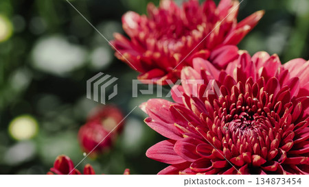 Close-up of vibrant red chrysanthemum flowers blooming in a lush garden. Close-up of vibrant red chrysanthemum flowers blooming in a lush garden. 134873454