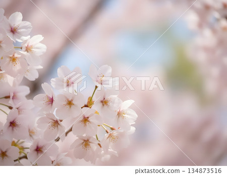 Beautiful spring scenery with cherry blossom petals fluttering 134873516