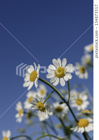 Matricaria shining against the blue sky. Spring background with plenty of white space (vertical) 134873517