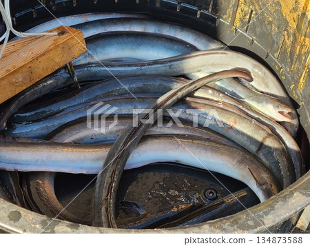 Demonstration and sale of grilled wild eel 134873588