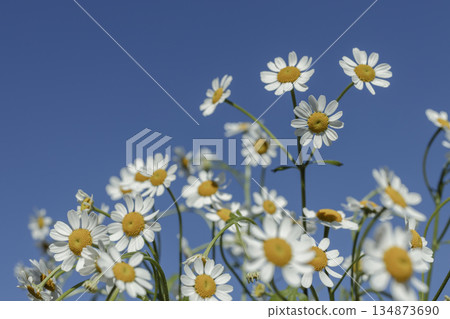 一簇簇洋甘菊在藍天下搖曳-令人心曠神怡的春夏背景 一簇簇洋甘菊在藍天下搖曳-令人心曠神怡的春夏背景 134873690