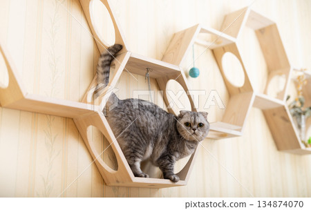 Inquisitive young gray scottish fold cat sitting on wall mounted wooden shelf, watching around curiously 134874070
