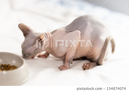 Portrait of sphinx cat with bowl of food 134874074