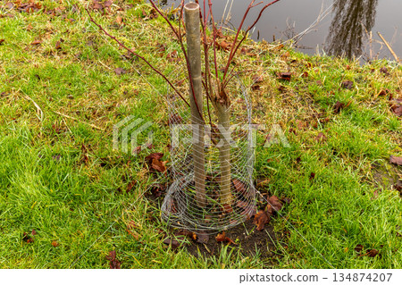 Two young trees are surrounded by wire mesh for protection in a grassy area by a pond. Fallen leaves are visible around the base 134874207