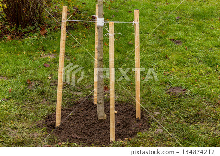 A tree is being secured in the ground with wooden stakes and rope, showing the planting process in a garden during autumn A tree is being secured in the ground with wooden stakes and rope, showing the planting process in a garden during autumn 134874212