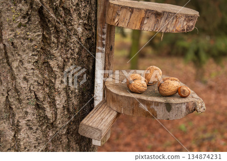 Small wooden feeder attached to tree holds several walnuts as leaves cover the ground in the forest Small wooden feeder attached to tree holds several walnuts as leaves cover the ground in the forest 134874231