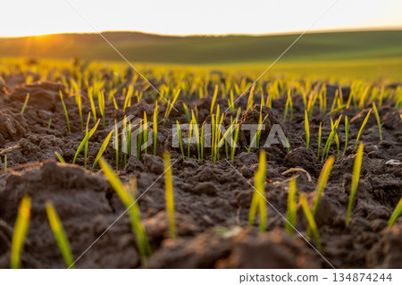 Green grass grows from dark soil as sunlight sets over a grassy field in the evening. The scene shows new life beginning Green grass grows from dark soil as sunlight sets over a grassy field in the evening. The scene shows new life beginning 134874244