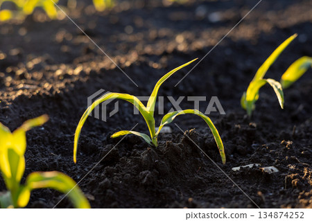 Young corn plants sprout from rich soil, illuminated by morning light in a farm field during spring 134874252